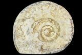Polished Ammonite (Hildoceras) Fossil - England #103998-1